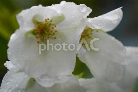 水滴のついたサクラの花びら No 26193051｜写真素材なら「写真ac」無料（フリー）ダウンロードok