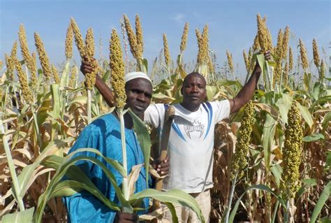 Sorghum Varieties Released In Nigeria