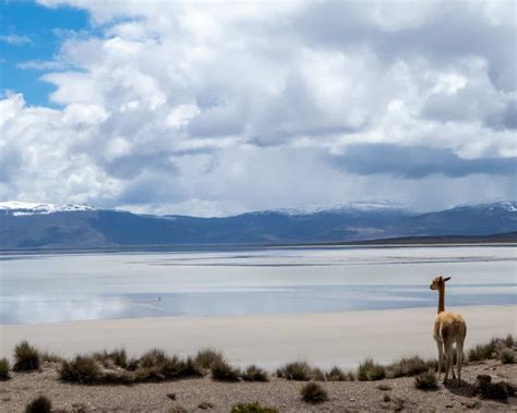 Explore Arequipas Best Kept Secret On A Trip To Salinas Salt Lagoon