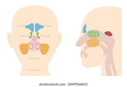 Illustrative Illustrations Anatomy Paranasal Sinuses Frontal Stock