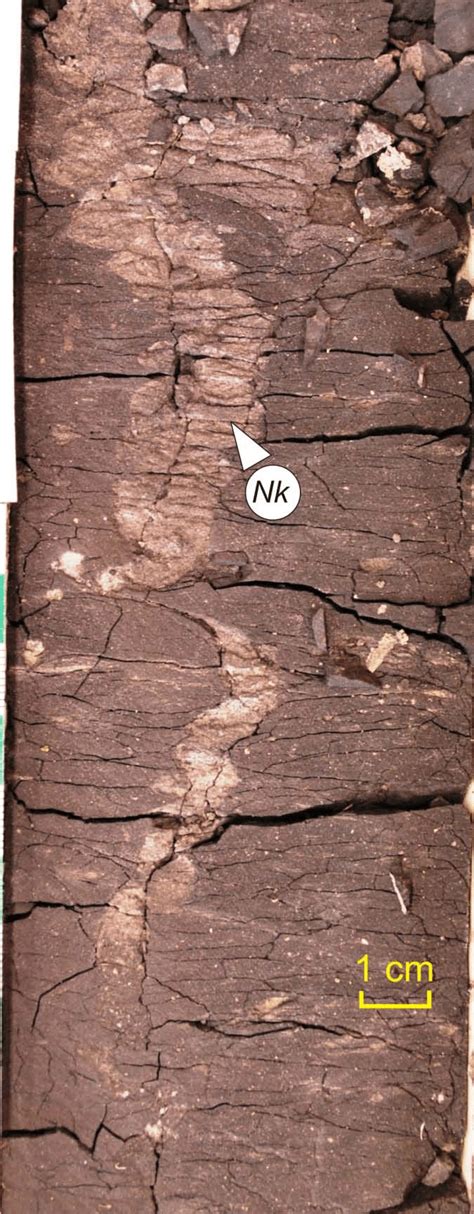 18. Organic-rich mudstone (Facies 7); note trace fossils including ...