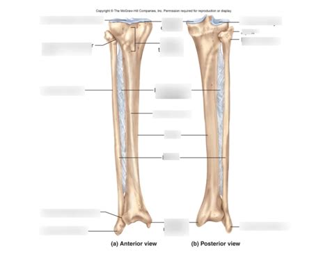 Tibula and Fibia Anatomy 1 Quiz