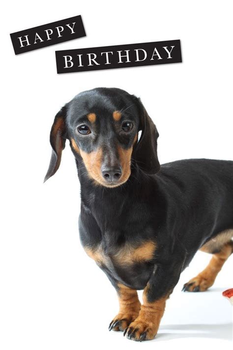 Dachshund Birthday Wishes