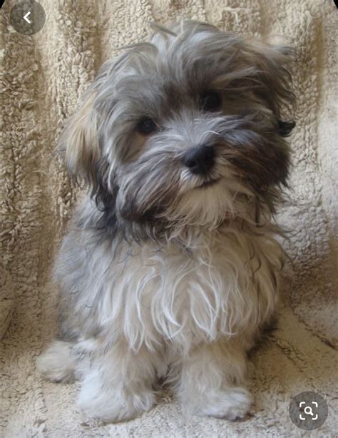 27 Havanese ideas | havanese, havanese dogs, havanese puppies