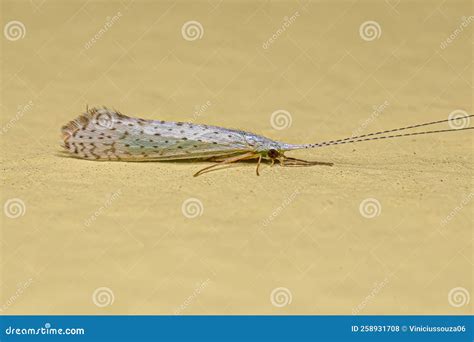 Adult Caddisfly Insect Stock Photo Image Of Invertebrate 258931708