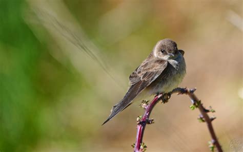 Northern Rough Winged Swallow Audubon Field Guide