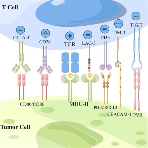 Schematic Diagram Of Immune Checkpoint Molecules And Their Ligands By