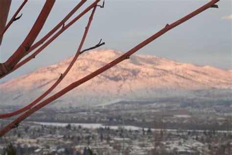 Free Images Snow Winter Morning Flower 5184x3456 204782 Free