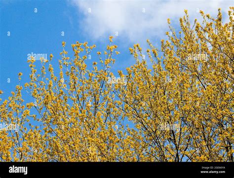 Carolina Poplar Populus Canadensis Stock Photo Alamy