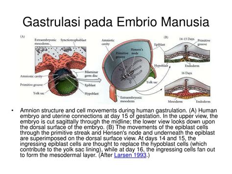 Ppt Perkembangan Embrio Awal 2 Gastrulasi Powerpoint Presentation