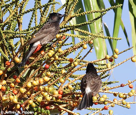 Tahiti Birds