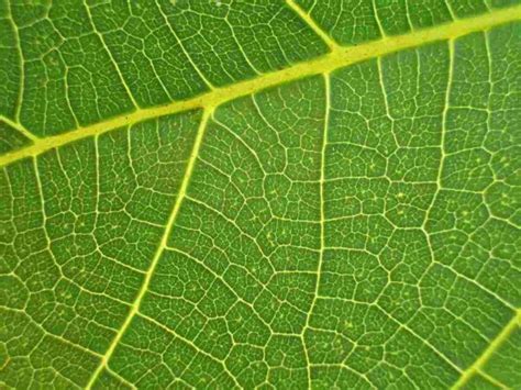 Leaf Veins Maverick