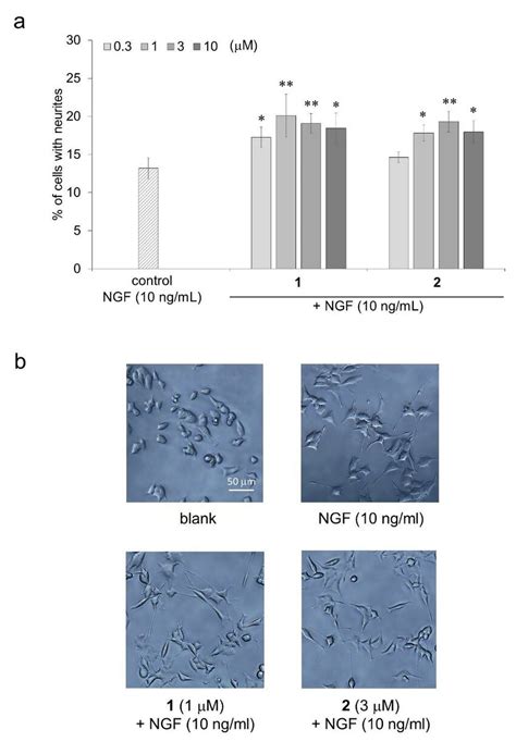 The Neurite Outgrowth Promoting Activities Of Compounds 1 And 2 In The