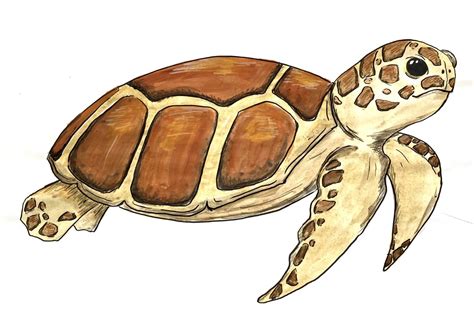 亀のTwitterイラスト検索結果。