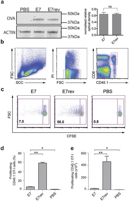 The In Vivo T Cell Proliferative Response To Ova In The Draining Lymph