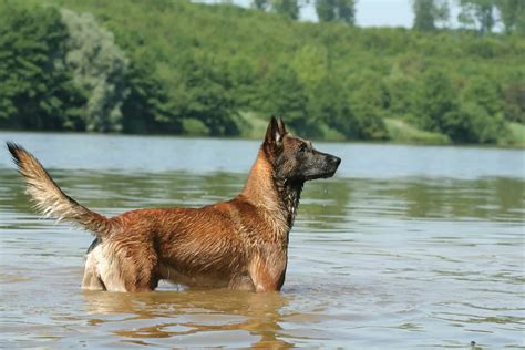 dog tail position chart  guide  dogs body language