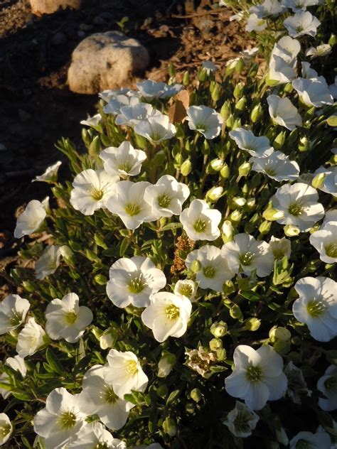 Arenaria montana Sandwort, Mountain sandwort Z. 4-8 - Heritage Flower Farm