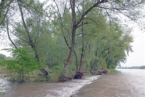 Hochwasser Nationalpark Donau Auen