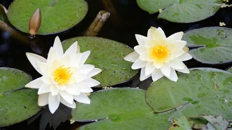 Nymphaea alba - Alchetron, The Free Social Encyclopedia