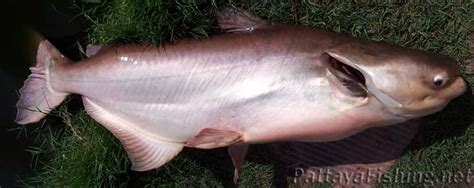 Mekong giant catfish - Pattaya Fishing