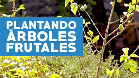 Cómo plantar arboles frutales YouTube