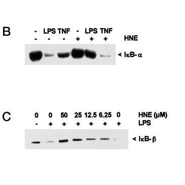 Degradation Of Ib And Is Selectively Prevented By Hne A Thp