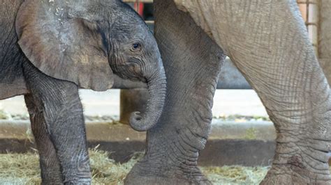 An Incredible Collection Of Baby Elephant Images In Full K Over