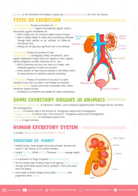 Solution Excretory Products And Their Elimination Studypool