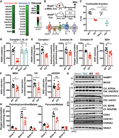 BRD4 Bromodomain Containing Protein 4 Deletion In Cardiomyocytes