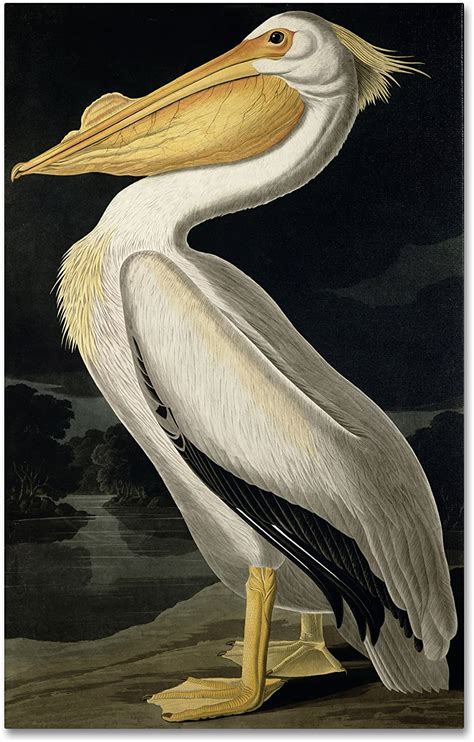 Trademark Fine Art American White Pelican Canvas Art By