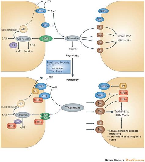 Adenosine Receptor Alchetron The Free Social Encyclopedia