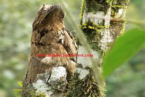 2024 Excursão pelas aves do Equador e floresta nublada de Mindo por