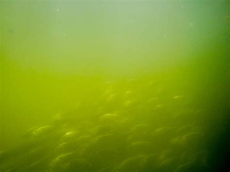 Photos: #menhaden | Chesapeake Bay Program