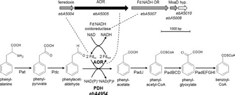 Anaerobic Metabolic Pathway Of Phenylalanine To Benzoyl Coa In A