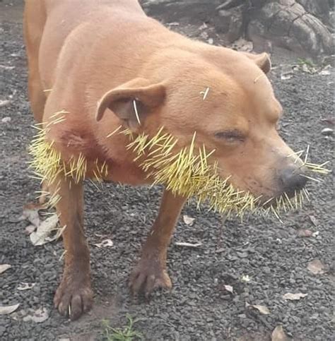 C O Fica Ferido Ap S Briga Ouri O Saiba O Que Fazer Nessa Situa O