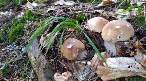 FUNGHI PORCINI Settembre IN ROMANIA 2023 Белые грибы Hribi