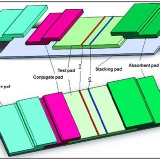 Schematic Representation Of A Typical Lateral Flow Assay LFA That Is