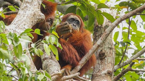 Young Orangutans Have Sex Specific Role Models Newsmyscience News