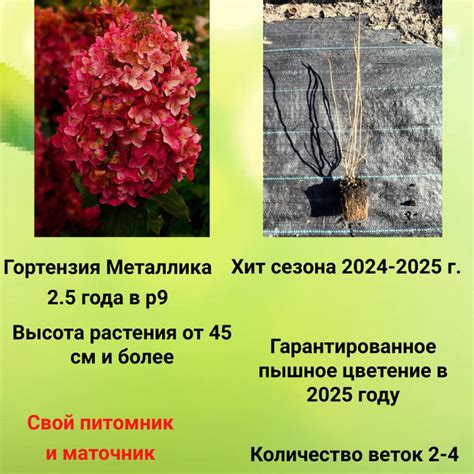 Гортензия Металлика 2,5 года в горшке р9 купить на OZON по низкой цене ...