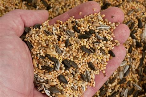 Bird Seed Quality Matters Blains Farm And Fleet Blog