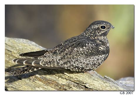 Common Nighthawk