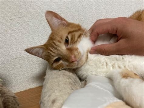 保護猫にゃんずです。里親様募集中🐈 ふう 那須塩原のその他の中古あげます・譲ります｜ジモティーで不用品の処分