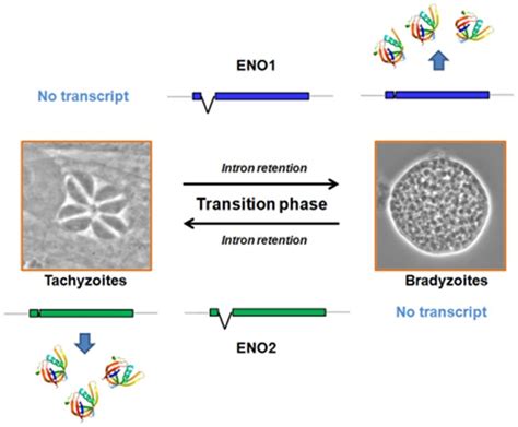 Expression Of The Glycolytic Enzymes Enolase And Lactate Dehydrogenase