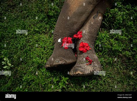 Flowers Are Placed On The Feet Of An Adult Wild Female Elephant Before It Is Buried In Rani