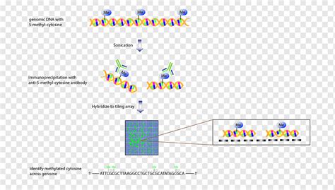 Tiling Array Array Comparative Genomic Hybridization Genome Genomics