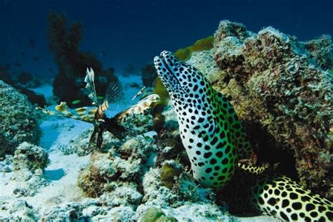 Frogfish Eating Lionfish