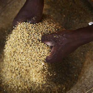 Fonio The New Super Grain That Could Replace Quinoa Fonio Is