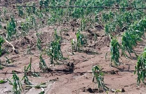 Granizada afecta cultivos de maíz