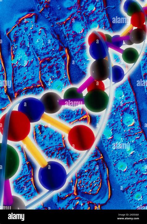 Plant Dna Computer Artwork Of The Molecule Deoxy Ribonucleic Acid