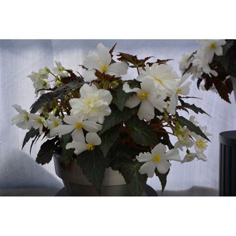 BEGONIA TUBERHYBRIDA NONSTOP JOY MOCCA WHITE